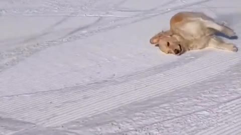 Cat Sliding on Snow l Funny Cats Videos