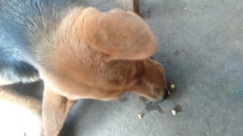 The rich dog knows how to eat corn