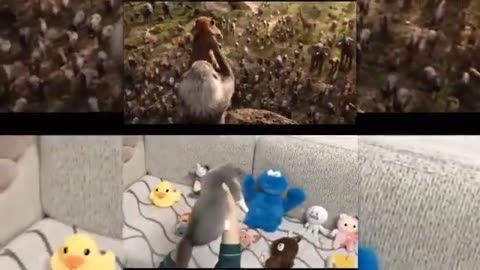 Funny animals compilation