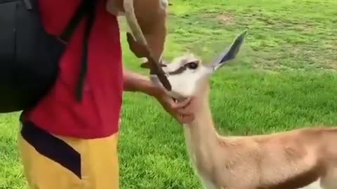 Little Deer Drinking Milk