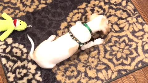 Our puppy Jameson getting excited and fainting