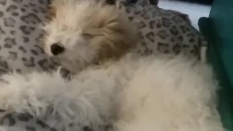 Passed out puppy falls asleep on owner's leg