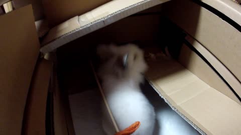 Rabbit enjoys homemade cardboard hotel