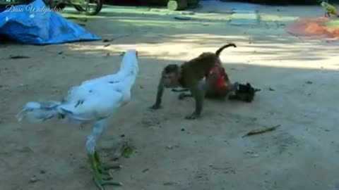 Monkey fight with the chiken