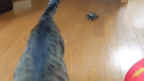 Turtles with cat fun