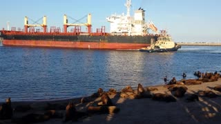 Cargo ship backing into port and sea lions.