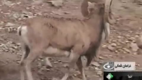 Wild animal - Iranian Orial mountain sheep of Khorasan heights