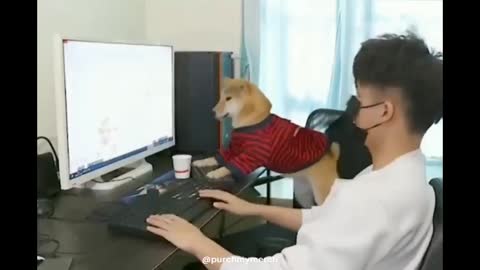 Shiba plays Video game and kicked the cup