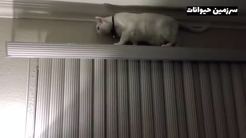 Funny Cats