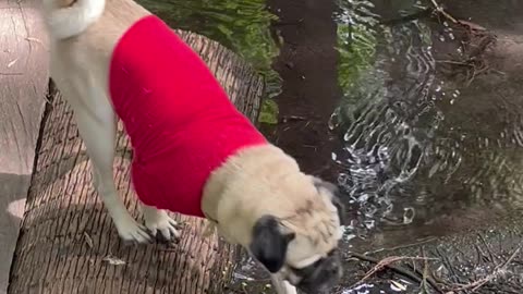 Brave Jungle Pug Falls In Mud