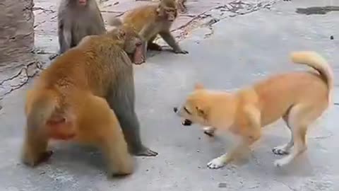 Monkey and dog fighting