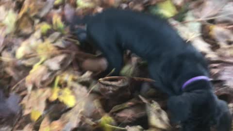 Daniff (Great Dane / Mastiff) playing in the leaves