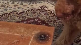 Dog hates new fidget spinner