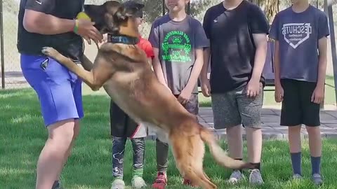 Dog training video