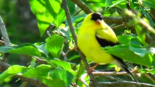 American Goldfinches