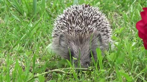 Hedgehog cute