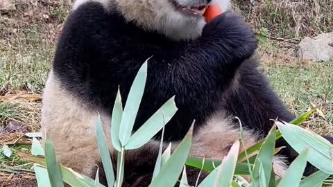 Do pandas prefer bamboo or carrots?