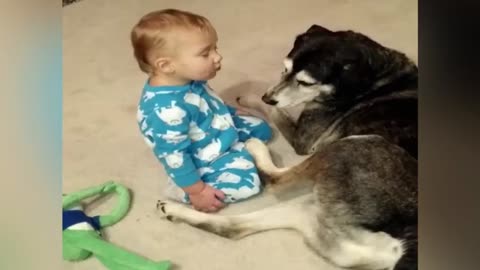 Gentle Husky Becomes The Perfect Bed For Sleepy Baby 1