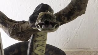 Python Yawns During Molting