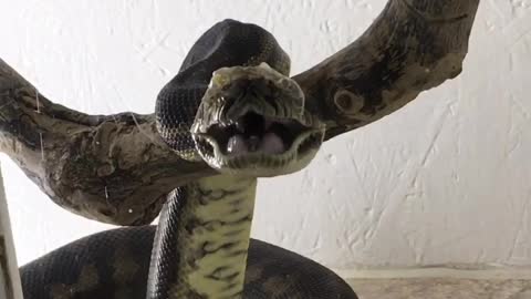 Python Yawns During Molting