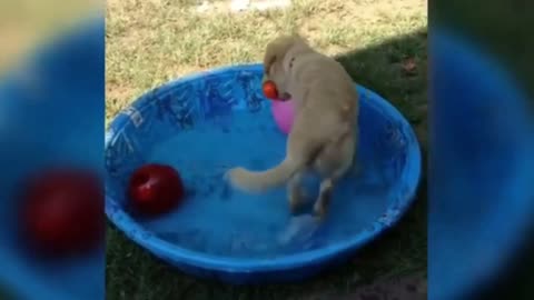 Baby Dogs | Baby Golden Retriever | Funny Dogs