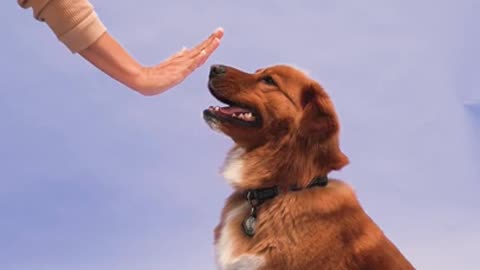 Dog training video