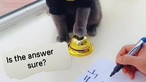 Good math cat