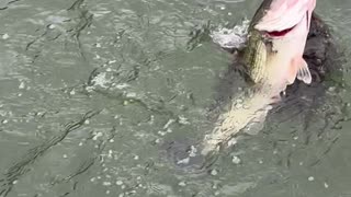 Mink Tries to Steal Fisherman's Catch