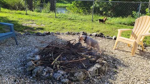 Dallas Hunting for Lizards