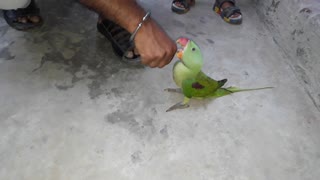 My beautiful ring neck parrot playing with me