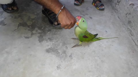 My beautiful ring neck parrot playing with me