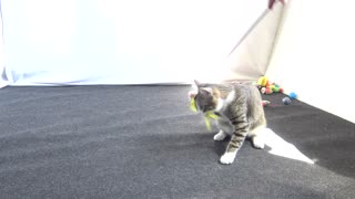Funny Little Cat Chases Feather Toy