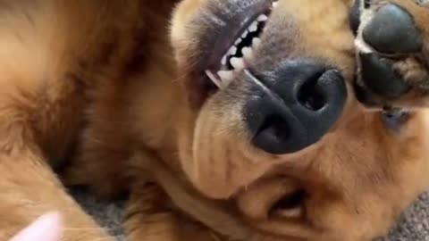 Funniest DOG Videos Ever Compilation