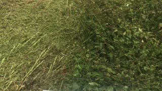 Mowing Buckwheat