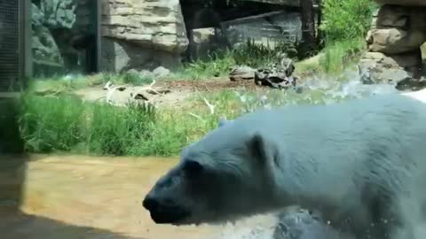 Polar Bear Catches Duck that Flew into Enclosure