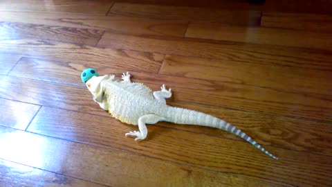 Bearded Dragon Finds Particular Interest In A Rubber Ball