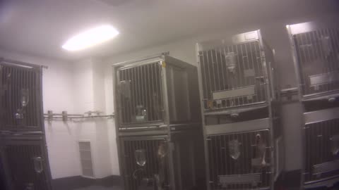 life of beagles at ITR Laboratories