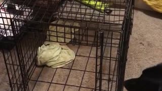 Black dog can't get tennis ball from top of cage