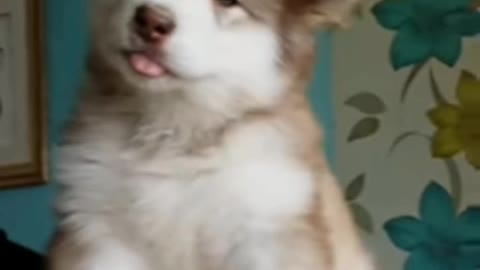 Dog sing a best song.