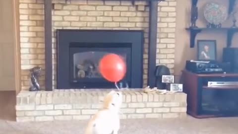 It has fun playing with balloons