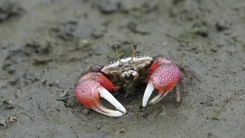 The fiddler crab feeds on insects on the beach.