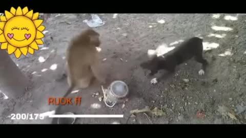 Monkey vs dog/monkey fighting with dog/funny vedio viral