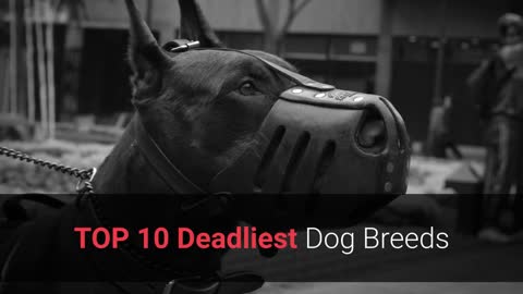 Deadliest dogs in the world