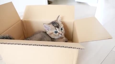 Kitten Kiki begging owner for a new home