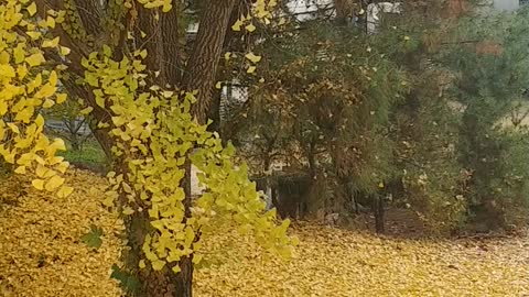 Beautiful yellow maple leaves are falling.