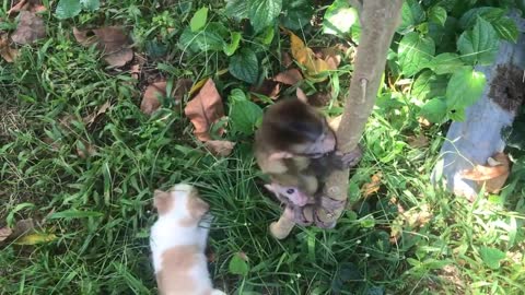 Baby monkey playing with puppy