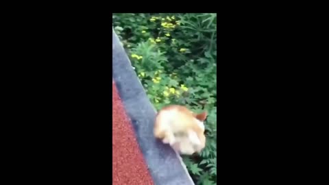 Funny animals - Funny cats/ dogs - Funny animal videos 2023 - Part 59/Haypyy Pett