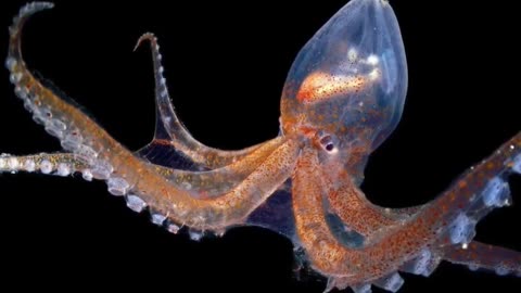 The Invisible Glass Octopus