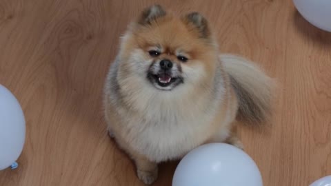 Video of a Pomeranian dog