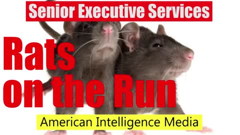 SES rats on the run